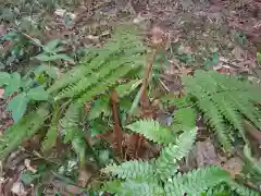 諏訪神社の自然