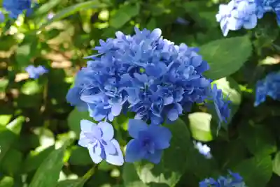 本土寺(千葉県)