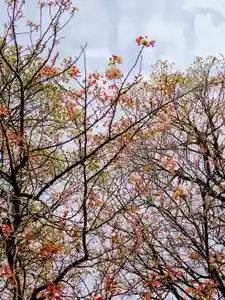 厚別神社(北海道)(2024年05月04日(土) 09時21分20秒投稿)