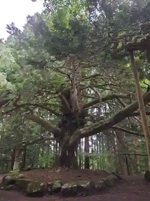 真山神社の自然