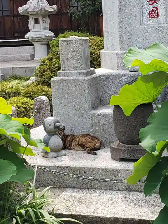 長善寺の動物