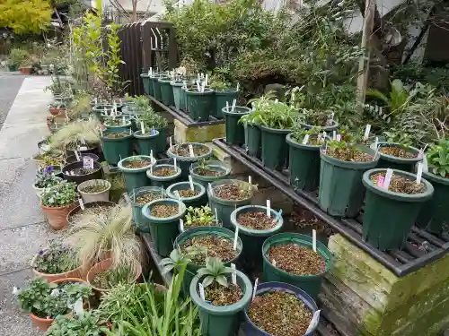 薬師寺　南蔵院 の庭園