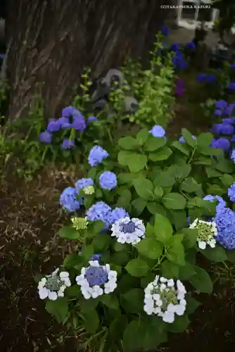 磐井神社の自然