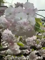 横浜 西方寺の自然