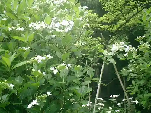 安國論寺（安国論寺）の自然
