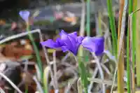 鹿島大神宮の自然