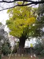 芝東照宮の自然