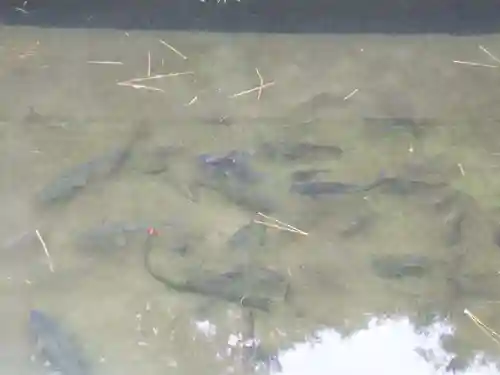 乳清水神社の動物