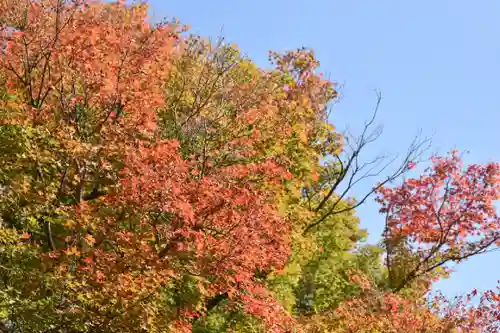 東福禅寺（東福寺）の自然