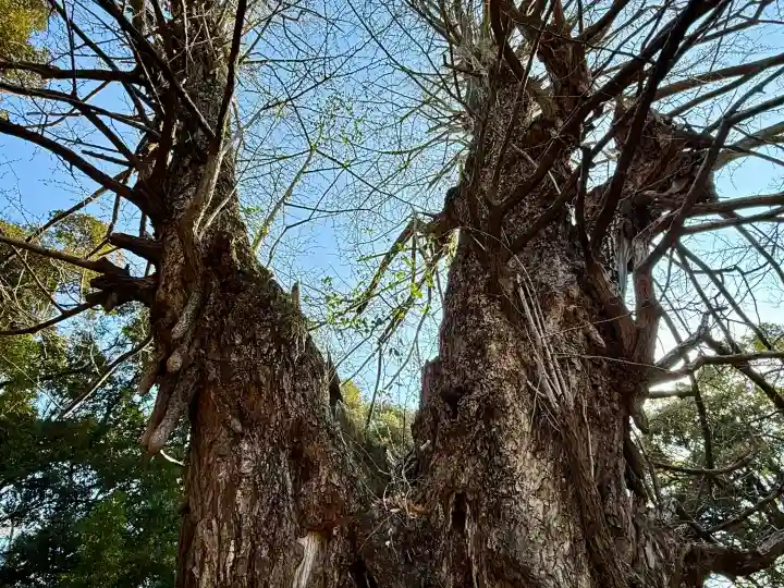 赤坂氷川神社の{uncategorized: "未分類", other: "その他", undefined: "問題あり", building: "その他建物", grave: "お墓", sacred_gate: "鳥居", guardian: "狛犬", statue: "像", buddha: "仏像", history: "歴史", nature: "自然", garden: "庭園", animal: "動物", pagoda: "塔", temizu: "手水舎", mountain_gate: "山門・神門", sanctuary: "本殿・本堂", subordinate: "末社・摂社", art: "芸術", scenery: "景色", jizo: "地蔵", ema: "絵馬", goshuin: "御朱印", omikuji: "おみくじ", items: "授与品その他", amulet: "お守り", goshuincho: "御朱印帳", eats: "食事", festival: "お祭り", votive_dance: "神楽", shichigosan: "七五三参", wedding: "結婚式", experience: "体験その他", initially: "初詣", around: "周辺", anti_infection: "感染症対策"}