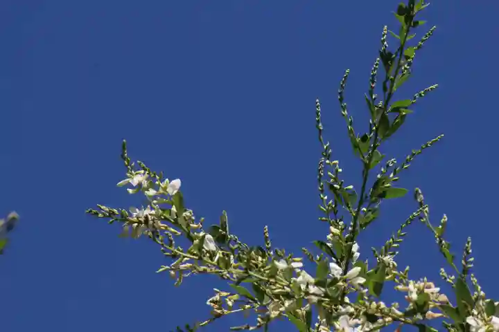 国宝 大法寺の自然