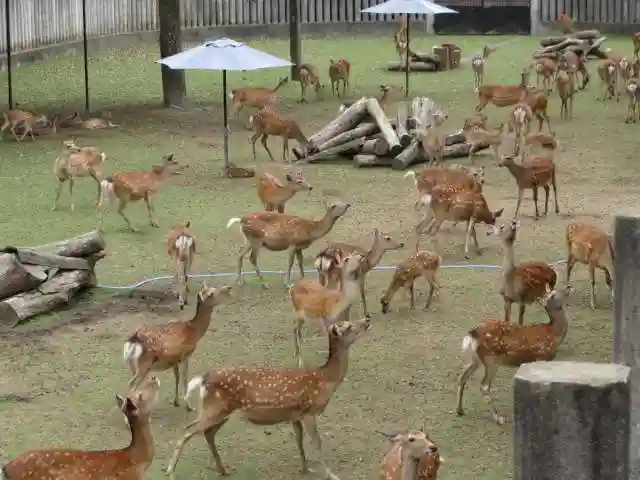 夫婦大國社(春日大社末社)の動物