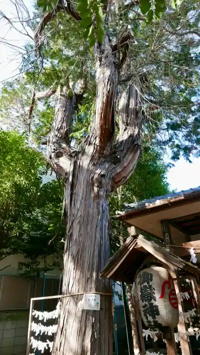 御嶽神社の{uncategorized: "未分類", other: "その他", undefined: "問題あり", building: "その他建物", grave: "お墓", sacred_gate: "鳥居", guardian: "狛犬", statue: "像", buddha: "仏像", history: "歴史", nature: "自然", garden: "庭園", animal: "動物", pagoda: "塔", temizu: "手水舎", mountain_gate: "山門・神門", sanctuary: "本殿・本堂", subordinate: "末社・摂社", art: "芸術", scenery: "景色", jizo: "地蔵", ema: "絵馬", goshuin: "御朱印", omikuji: "おみくじ", items: "授与品その他", amulet: "お守り", goshuincho: "御朱印帳", eats: "食事", festival: "お祭り", votive_dance: "神楽", shichigosan: "七五三参", wedding: "結婚式", experience: "体験その他", initially: "初詣", around: "周辺", anti_infection: "感染症対策"}