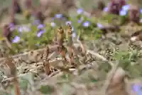 高松山観音寺の自然