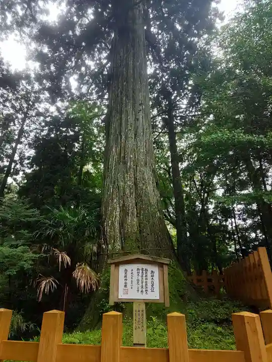 須山浅間神社の自然