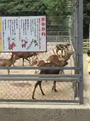 鹿島神宮の動物