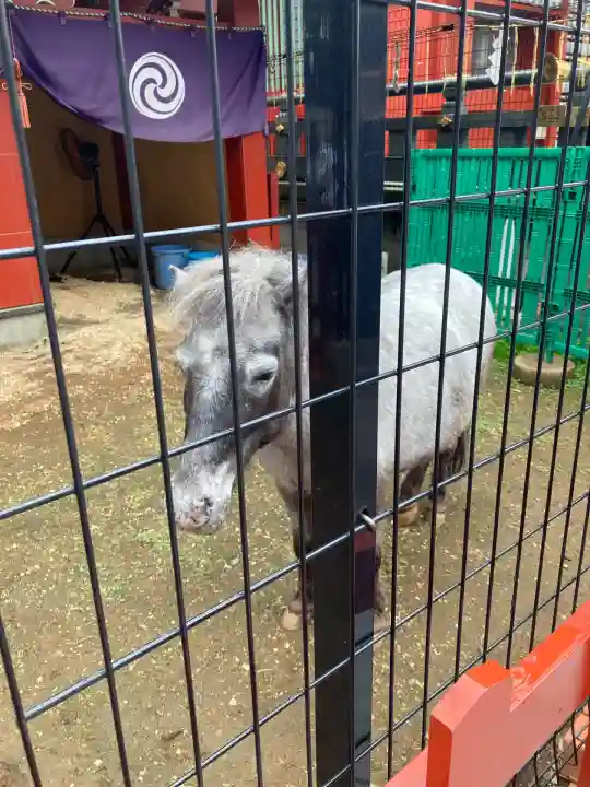 神田神社(神田明神)の動物