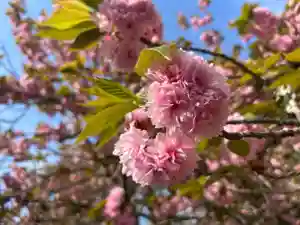 木舟山 順教寺(広島県)(2025年04月22日(火) 05時31分02秒投稿)