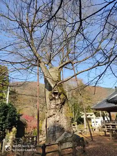 根古屋神社の自然