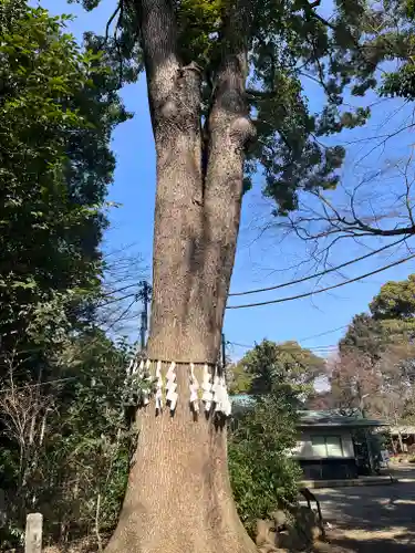 代々木八幡宮の自然