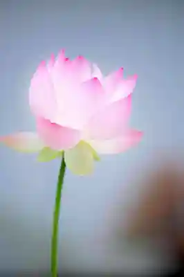 浄土寺(兵庫県)