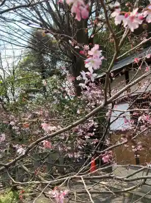 平野神社(京都府)