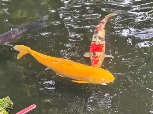 伊勢神宮内宮（皇大神宮）(三重県)