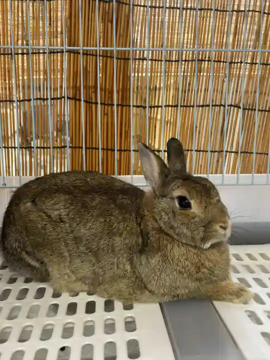 太子堂八幡神社(東京都)