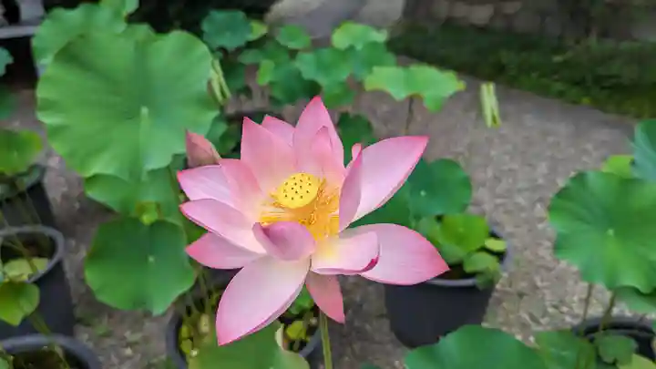 行願寺(革堂)(京都府)