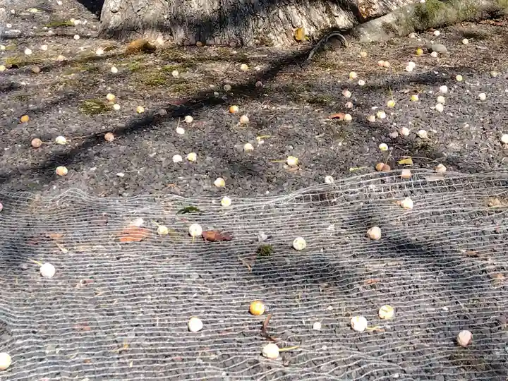 毫攝寺(福井県)