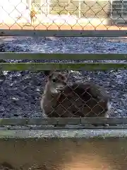 鹿島神宮の動物