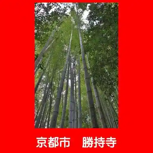 勝持寺(花の寺)の自然