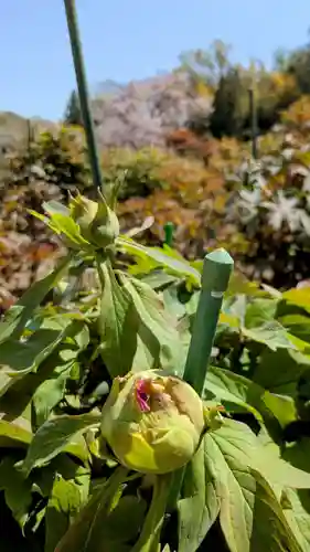 金蛇水神社(宮城県)