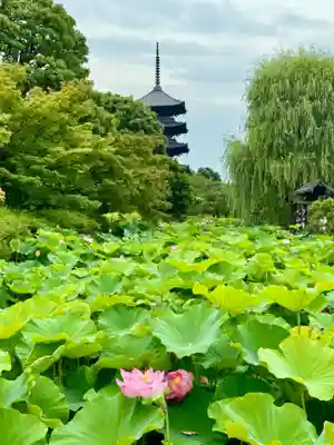 東寺（教王護国寺）(京都府)