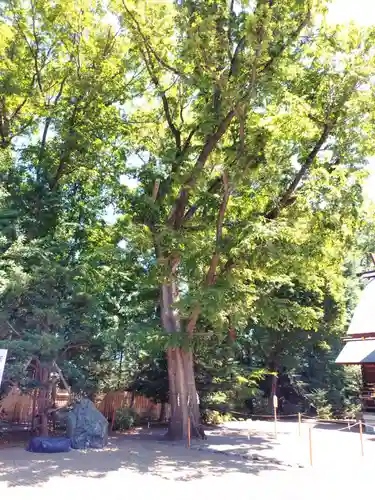 旭川神社の自然