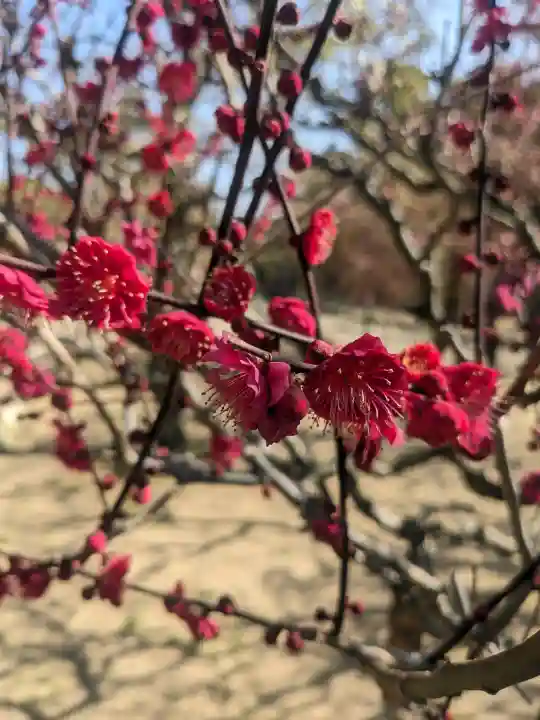 結城神社の{uncategorized: "未分類", other: "その他", undefined: "問題あり", building: "その他建物", grave: "お墓", sacred_gate: "鳥居", guardian: "狛犬", statue: "像", buddha: "仏像", history: "歴史", nature: "自然", garden: "庭園", animal: "動物", pagoda: "塔", temizu: "手水舎", mountain_gate: "山門・神門", sanctuary: "本殿・本堂", subordinate: "末社・摂社", art: "芸術", scenery: "景色", jizo: "地蔵", ema: "絵馬", goshuin: "御朱印", omikuji: "おみくじ", items: "授与品その他", amulet: "お守り", goshuincho: "御朱印帳", eats: "食事", festival: "お祭り", votive_dance: "神楽", shichigosan: "七五三参", wedding: "結婚式", experience: "体験その他", initially: "初詣", around: "周辺", anti_infection: "感染症対策"}
