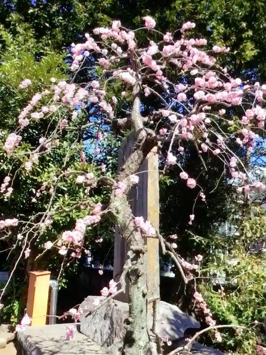 布多天神社(東京都)