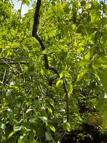 牛天神北野神社の自然