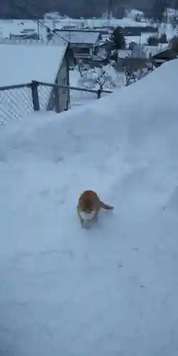 鹿角八坂神社の動物