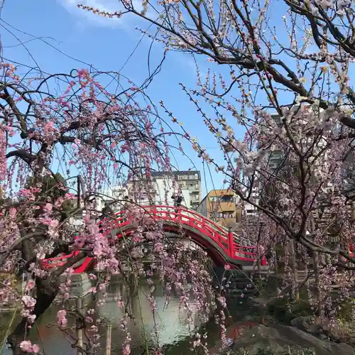 亀戸天神社の自然