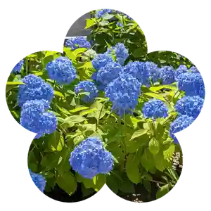 眞久寺の自然(2025年07月10日(木) 21時17分52秒投稿)