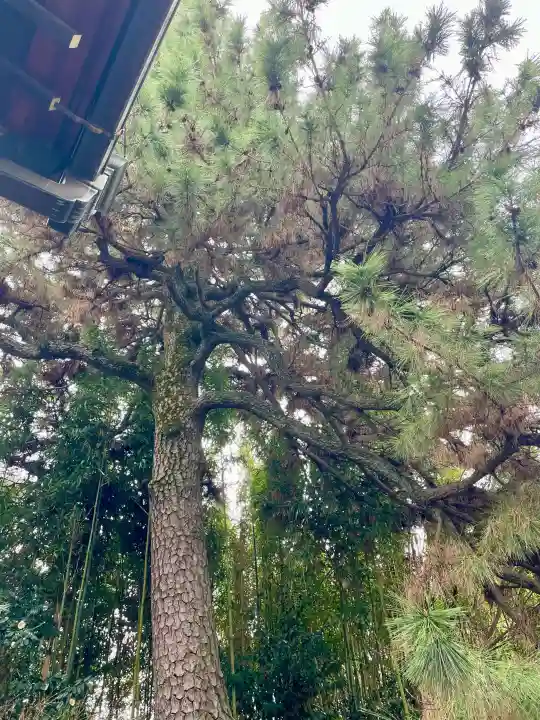 臨江寺の{uncategorized: "未分類", other: "その他", undefined: "問題あり", building: "その他建物", grave: "お墓", sacred_gate: "鳥居", guardian: "狛犬", statue: "像", buddha: "仏像", history: "歴史", nature: "自然", garden: "庭園", animal: "動物", pagoda: "塔", temizu: "手水舎", mountain_gate: "山門・神門", sanctuary: "本殿・本堂", subordinate: "末社・摂社", art: "芸術", scenery: "景色", jizo: "地蔵", ema: "絵馬", goshuin: "御朱印", omikuji: "おみくじ", items: "授与品その他", amulet: "お守り", goshuincho: "御朱印帳", eats: "食事", festival: "お祭り", votive_dance: "神楽", shichigosan: "七五三参", wedding: "結婚式", experience: "体験その他", initially: "初詣", around: "周辺", anti_infection: "感染症対策"}