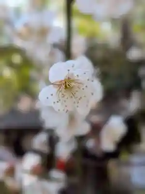 阿佐ヶ谷神明宮(東京都)