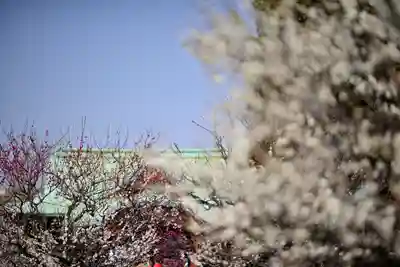 亀戸天神社(東京都)