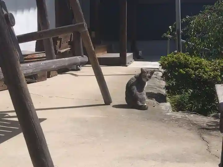 一心寺・一心禅寺の動物