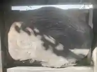 山王宮分社(神奈川県)