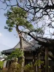 永心寺の自然