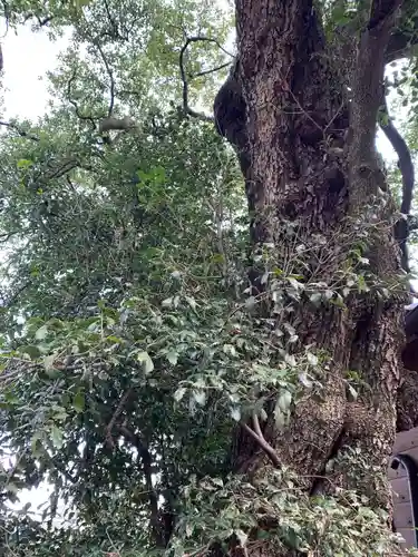 上中居諏訪神社の自然