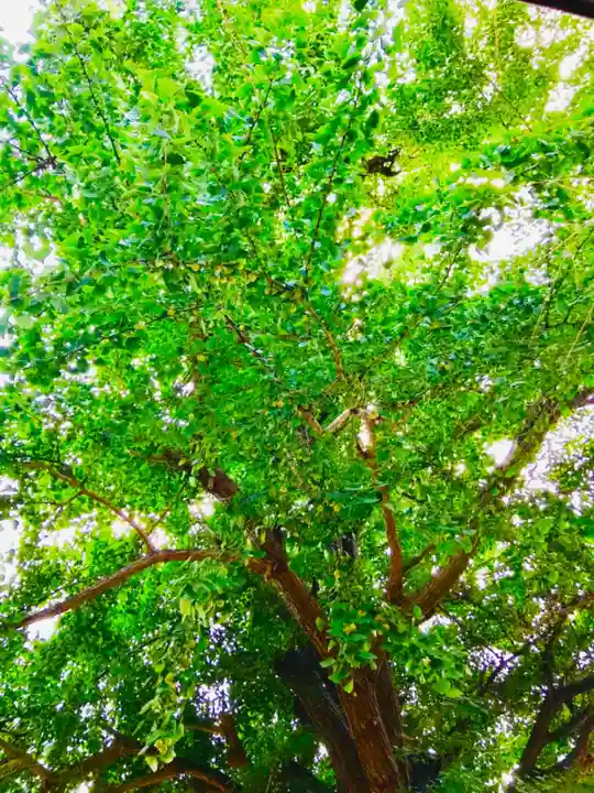厳島神社の自然