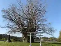 三峯神社の自然